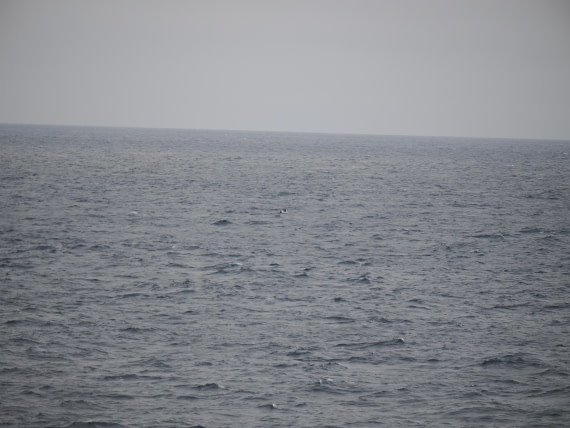 PLA11-26, Day 2, P8171851.JPG © Unknown Photographer - Oceanwide Expeditions.JPG