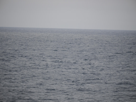 PLA11-26, Day 2, P8171852.JPG © Unknown Photographer - Oceanwide Expeditions.JPG