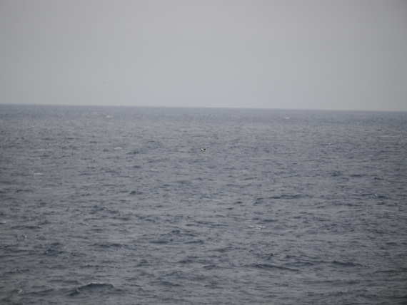 PLA11-26, Day 2, P8171855.JPG © Unknown Photographer - Oceanwide Expeditions.JPG