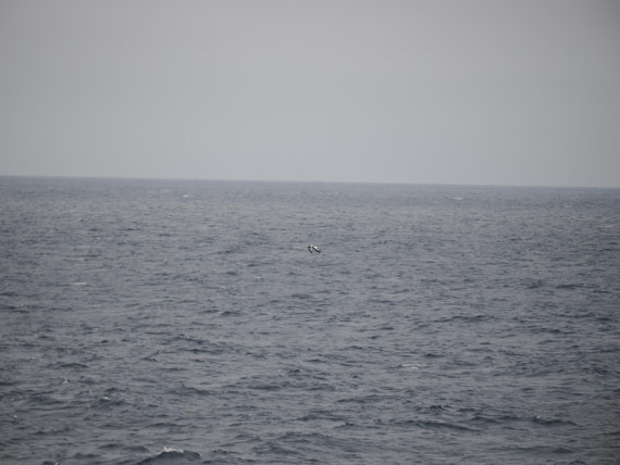 PLA11-26, Day 2, P8171856.JPG © Unknown Photographer - Oceanwide Expeditions.JPG