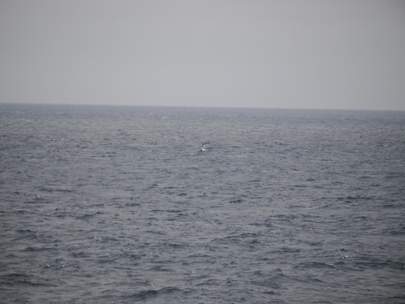PLA11-26, Day 2, P8171857.JPG © Unknown Photographer - Oceanwide Expeditions.JPG