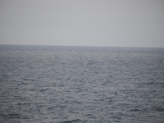 PLA11-26, Day 2, P8171858.JPG © Unknown Photographer - Oceanwide Expeditions.JPG