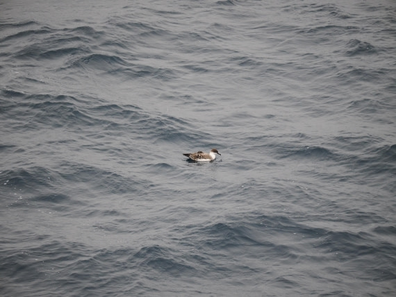 PLA11-26, Day 2, P8171860.JPG © Unknown Photographer - Oceanwide Expeditions.JPG