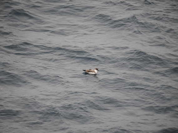 PLA11-26, Day 2, P8171861.JPG © Unknown Photographer - Oceanwide Expeditions.JPG