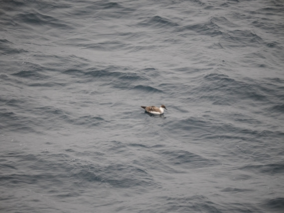 PLA11-26, Day 2, P8171862.JPG © Unknown Photographer - Oceanwide Expeditions.JPG