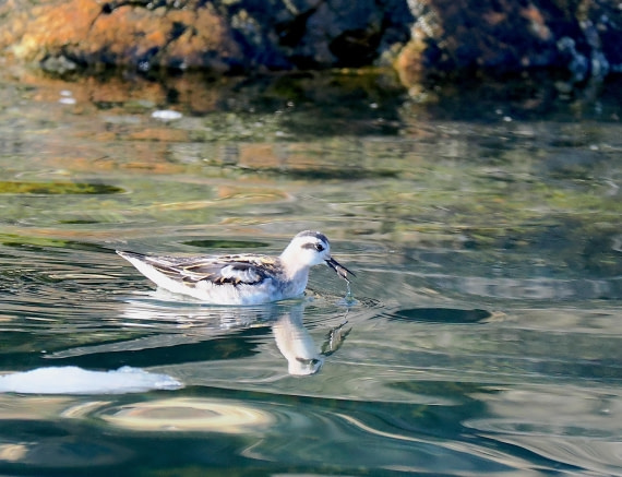 PLA11-26, Day 3, 2026-08-18 Grey Phalarope1.JPG © Unknown Photographer - Oceanwide Expeditions.JPG