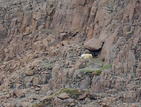 PLA11-26, Day 8, 2026-08-23 Polar Bear1.JPG © Unknown Photographer - Oceanwide Expeditions.JPG