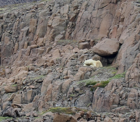 PLA11-26, Day 8, 2026-08-23 Polar Bear2.JPG © Unknown Photographer - Oceanwide Expeditions.JPG