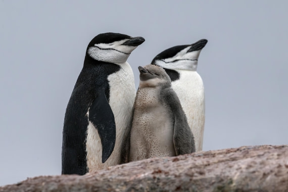 Family Naptime