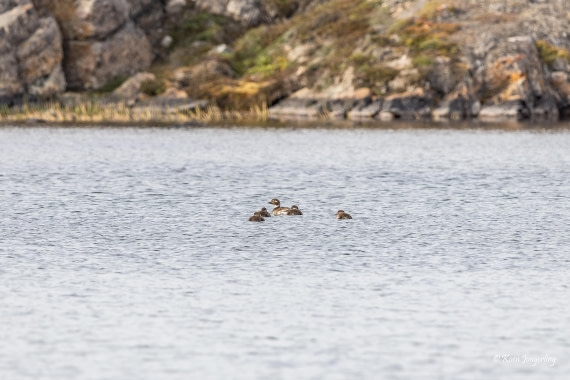 HDS11-26, Day 6, 5D5A7207.jpg © Unknown Photographer - Oceanwide Expeditions.jpg