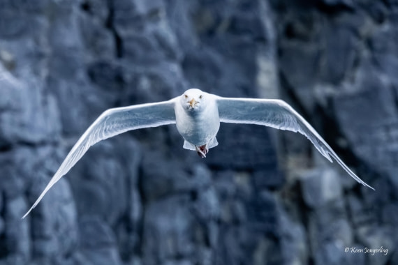 HDS11-26, Day 7, 5D5A7482.jpg © Unknown Photographer - Oceanwide Expeditions.jpg