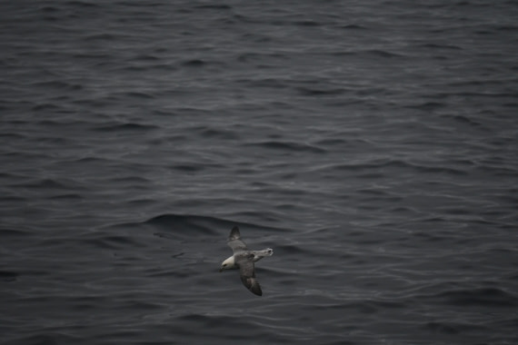HDS11-26, Day 10, DSC_3073.JPG © Yueyi Che - Oceanwide Expeditions.JPG