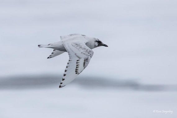 HDS11-26, Day 11, 5D5A7831.jpg © Unknown Photographer - Oceanwide Expeditions.jpg