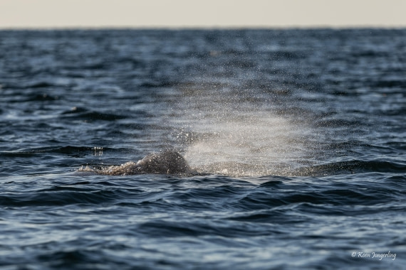 HDS11-26, Day 12, 5D5A8140.jpg © Unknown Photographer - Oceanwide Expeditions.jpg