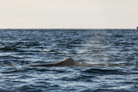 HDS11-26, Day 12, 5D5A8141.jpg © Unknown Photographer - Oceanwide Expeditions.jpg