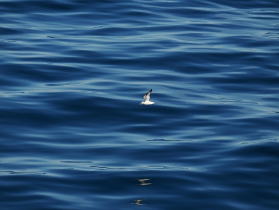 PLA12-26, Day 5, P8292073.JPG © Unknown Photographer - Oceanwide Expeditions.JPG