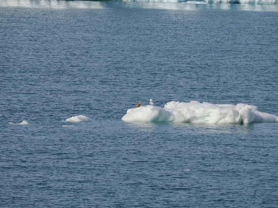 PLA12-26, Day 7, P8312120.JPG © Unknown Photographer - Oceanwide Expeditions.JPG