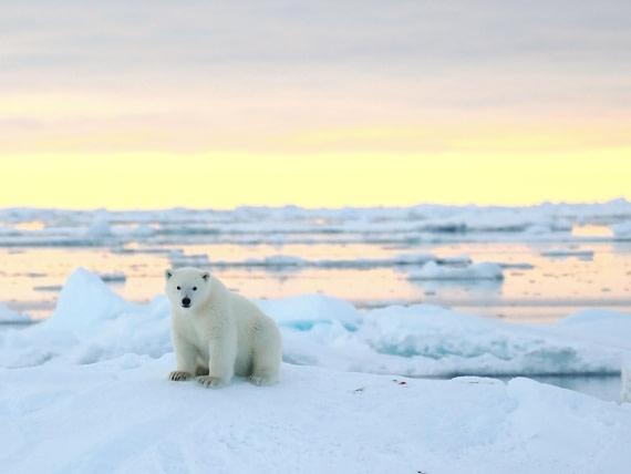 PLA12-26, Day 11, 2026-09-04 Polar Bear4.jpg © Unknown Photographer - Oceanwide Expeditions.jpg