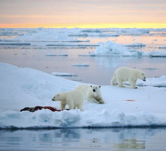 PLA12-26, Day 11, 2026-09-04 Polar Bear5.jpg © Unknown Photographer - Oceanwide Expeditions.jpg