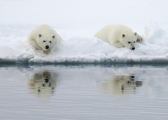 PLA12-26, Day 11, 2026-09-04 Polar Bear6.jpg © Unknown Photographer - Oceanwide Expeditions.jpg