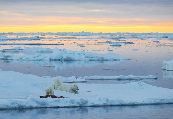 PLA12-26, Day 11, 2026-09-04 Polar Bear7.JPG © Unknown Photographer - Oceanwide Expeditions.JPG