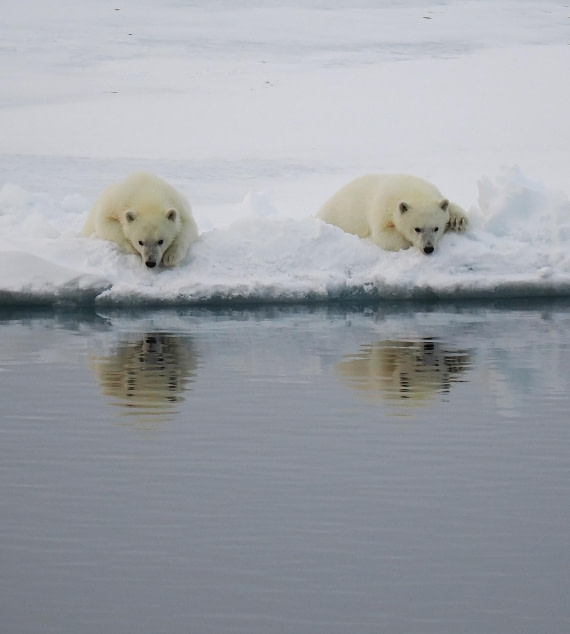 PLA12-26, Day 11, 2026-09-04 Polar Bear9.JPG © Unknown Photographer - Oceanwide Expeditions.JPG