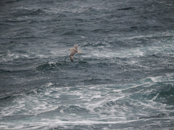 PLA12-26, Day 13, P9062704.JPG © Unknown Photographer - Oceanwide Expeditions.JPG