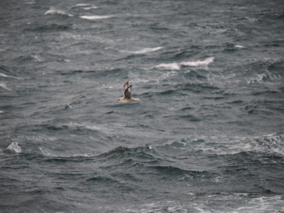 PLA12-26, Day 13, P9062706.JPG © Unknown Photographer - Oceanwide Expeditions.JPG