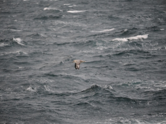 PLA12-26, Day 13, P9062707.JPG © Unknown Photographer - Oceanwide Expeditions.JPG