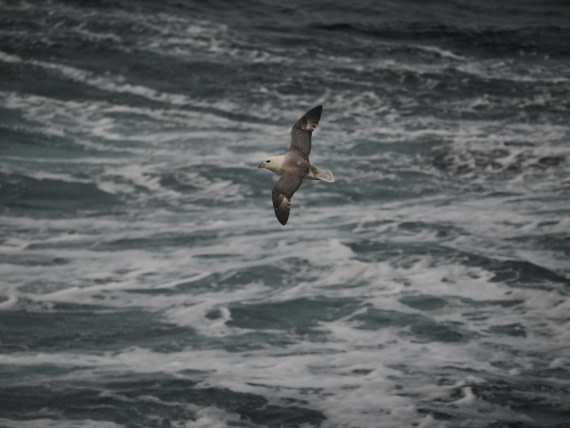PLA12-26, Day 13, P9062724.JPG © Unknown Photographer - Oceanwide Expeditions.JPG