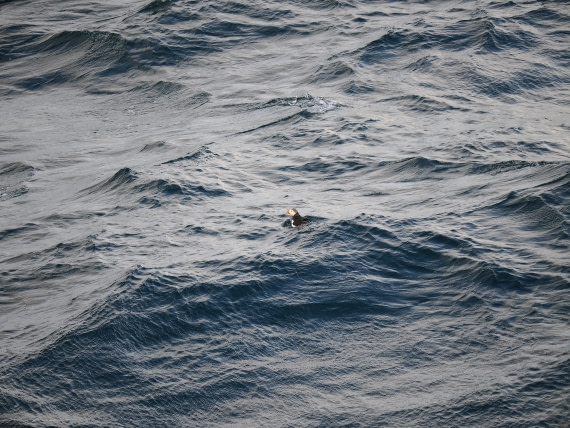 PLA12-26, Day 13, P9062751.JPG © Unknown Photographer - Oceanwide Expeditions.JPG