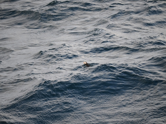 PLA12-26, Day 13, P9062752.JPG © Unknown Photographer - Oceanwide Expeditions.JPG