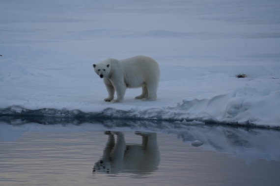 Polar Bear