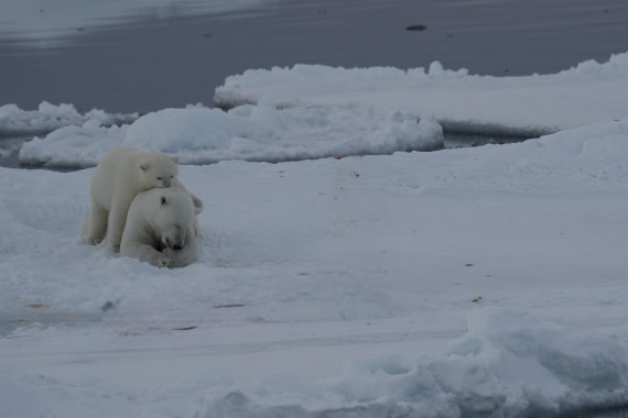 Polar Beat