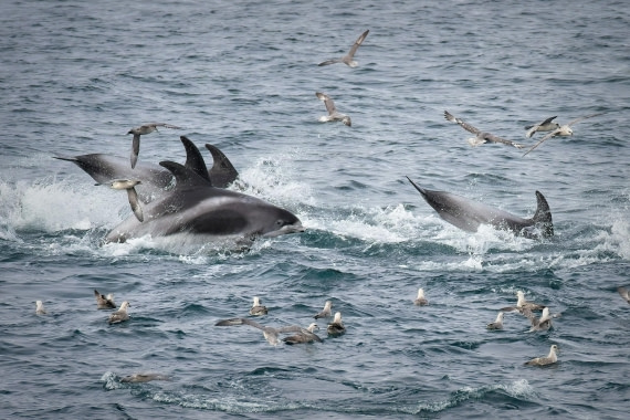 Frenzy
