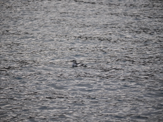 PLA13A26, Day 1, P9072793.JPG © Unknown Photographer - Oceanwide Expeditions.JPG