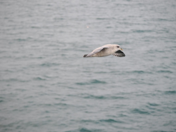 PLA13A26, Day 2, P9082801.JPG © Unknown Photographer - Oceanwide Expeditions.JPG