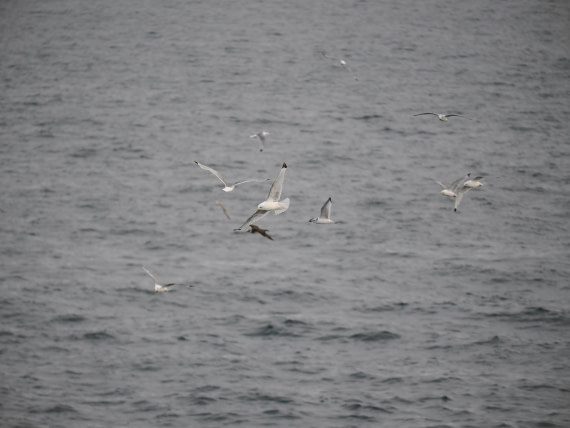 PLA13A26, Day 2, P9082838.JPG © Unknown Photographer - Oceanwide Expeditions.JPG