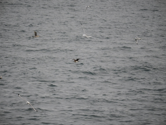 PLA13A26, Day 2, P9082839.JPG © Unknown Photographer - Oceanwide Expeditions.JPG