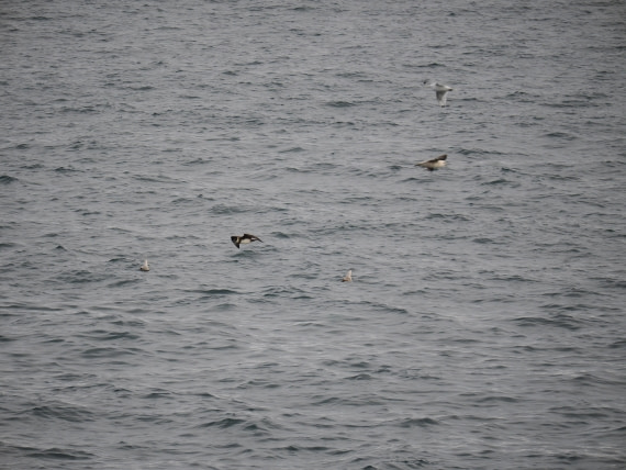 PLA13A26, Day 2, P9082841.JPG © Unknown Photographer - Oceanwide Expeditions.JPG