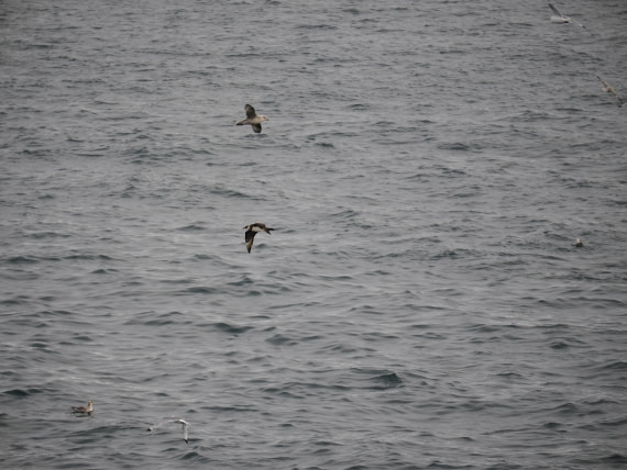 PLA13A26, Day 2, P9082843.JPG © Unknown Photographer - Oceanwide Expeditions.JPG