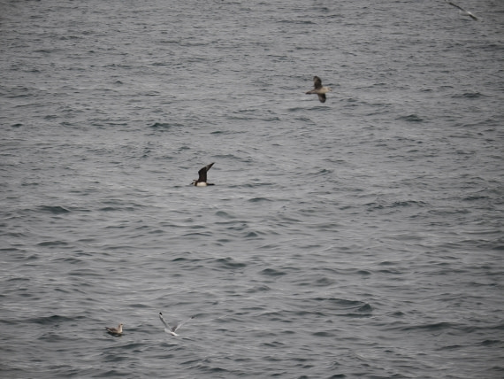 PLA13A26, Day 2, P9082844.JPG © Unknown Photographer - Oceanwide Expeditions.JPG