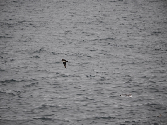 PLA13A26, Day 2, P9082845.JPG © Unknown Photographer - Oceanwide Expeditions.JPG