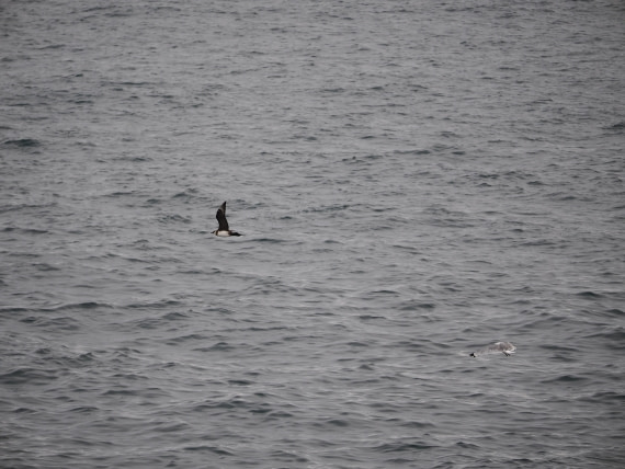 PLA13A26, Day 2, P9082846.JPG © Unknown Photographer - Oceanwide Expeditions.JPG
