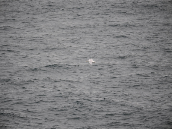 PLA13A26, Day 2, P9082851.JPG © Unknown Photographer - Oceanwide Expeditions.JPG