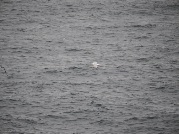 PLA13A26, Day 2, P9082852.JPG © Unknown Photographer - Oceanwide Expeditions.JPG