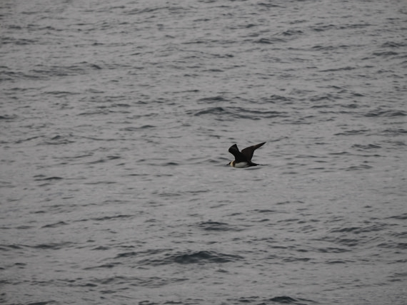 PLA13A26, Day 2, P9082866.JPG © Unknown Photographer - Oceanwide Expeditions.JPG