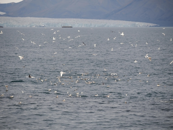 PLA13A26, Day 2, P9082874.JPG © Unknown Photographer - Oceanwide Expeditions.JPG