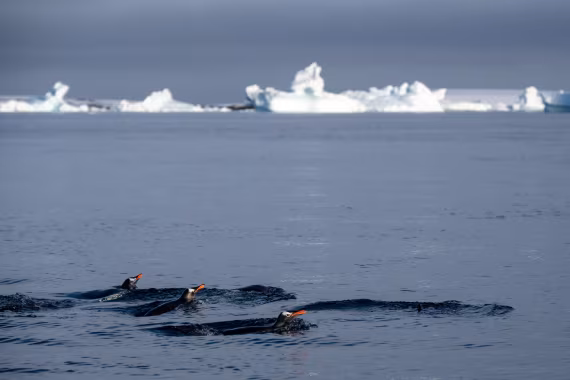 Gentoo's