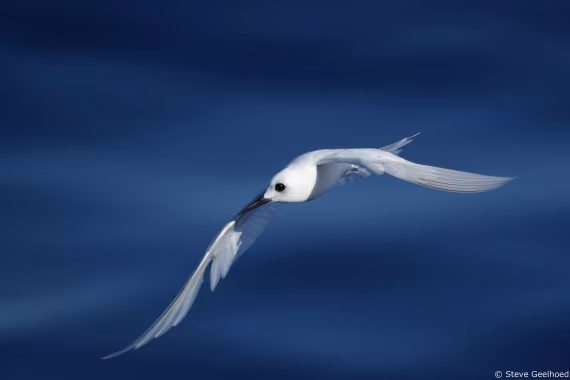 White tern